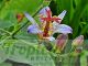 Tricyrtis formosana 'Adbane'