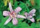 Tricyrtis hirta - Botanical Greeting Card