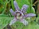 Tricyrtis hirta 'Albomarginata'