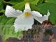 Trillium grandiflorum