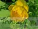 Trollius europaeus