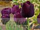 Tulipa 'Black Charm'