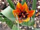Tulipa orphanidea ssp whittalii