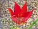 Tulipa sprengeri