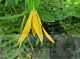 Uvularia grandiflora