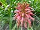 Veltheimia bracteata