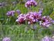 Verbena bonariensis