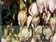 Yucca filamentosa - flower panicle