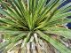 Yucca rostrata