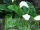 Zantedeschia aethiopica