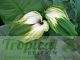 Zantedeschia aethiopica 'Green Goddess'