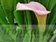 Zantedeschia rehmannii