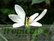 Zephyranthes candida