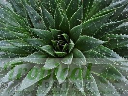 Aloe aristata