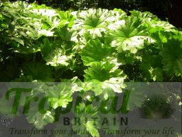 La Rhubarbe Indienne, Ou Plante Ombrelle (Darmera Peltata, Peltiphyllum - Foto 8