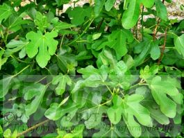 Ficus carica 'Brown Turkey'