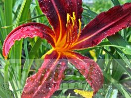 Hemerocallis 'Tejas'