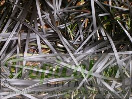 Ophiopogon planiscapus 'Nigrescens'