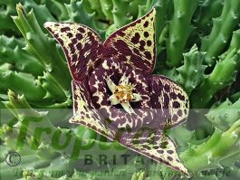 Orbea variegata