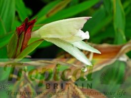 Roscoea x beesiana - Cream Group