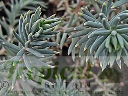 Sedum reflexum