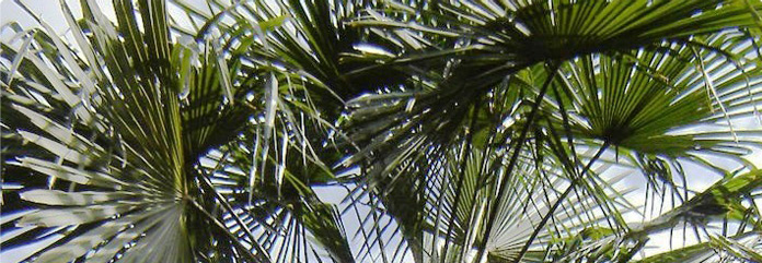  Trachycarpus fortunei