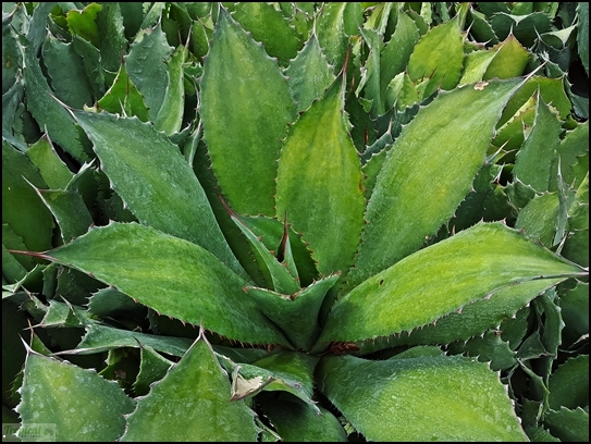 Agave cupreata