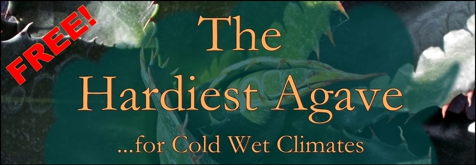 The Hardiest Agave