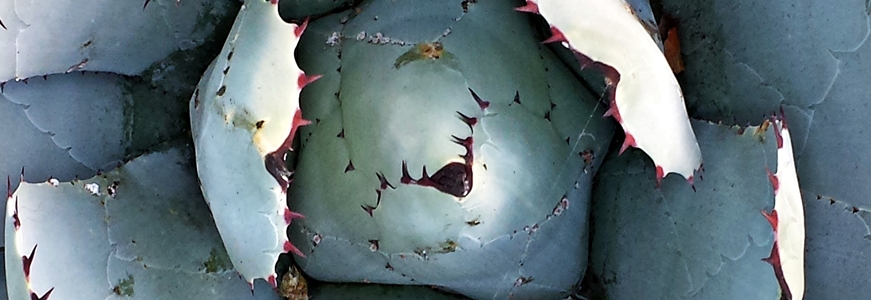 Agave parryi ssp parryi