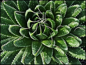 Aloe aristata