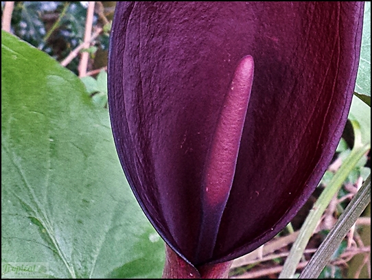 Arum purpureospathum