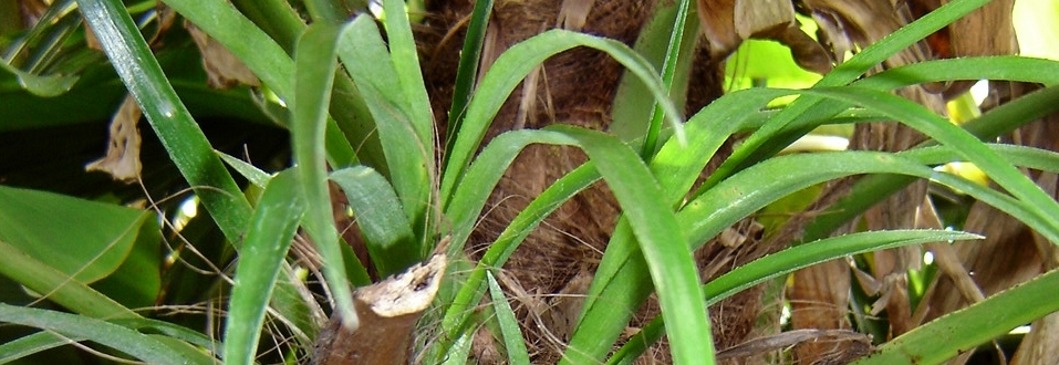 Billbergia nutans