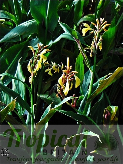 Cautleya spicata