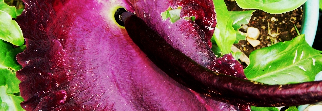 Dracunculus vulgaris