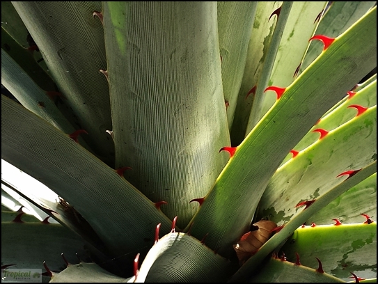 Puya castellanosii