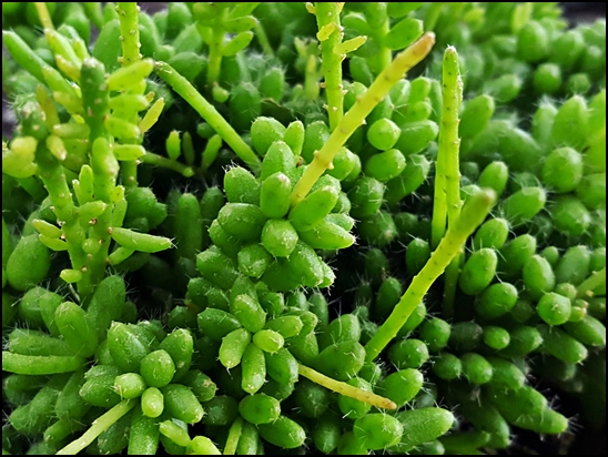 Rhipsalis mesembryanthemoides