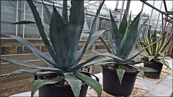 Agave americana