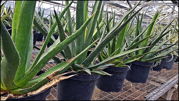 Agave lechuguilla