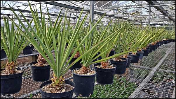 Yucca torreyi - Yucca faxoniana