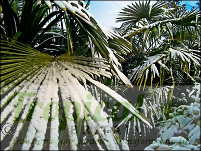 Trachycarpus fortunei in the snow