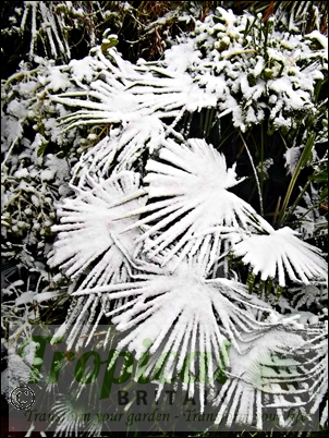 Trachycarpus fortunei and Fatsia japonica in the snow