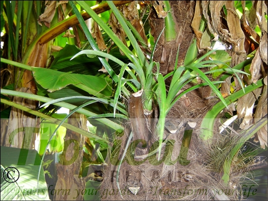 Trachycarpus fortunei with epiphytic Billbergia nutans