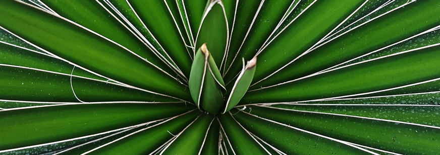 Yucca carnerosana